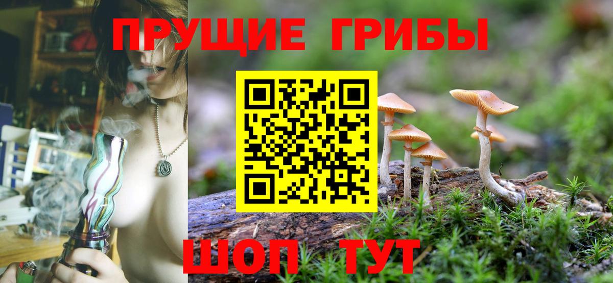 Псилоцибиновые грибы Psilocybine cubensis Тула